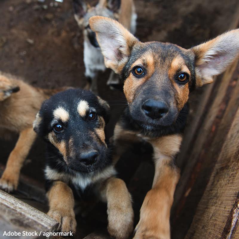 Tell South Korea to end this nightmare and make the sale and consumption of dog and cat meat illegal.
