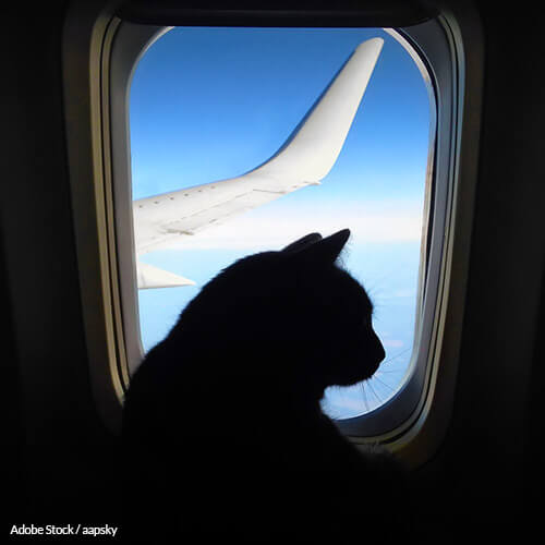 Airlines Must Adopt A Universal Pet Policy