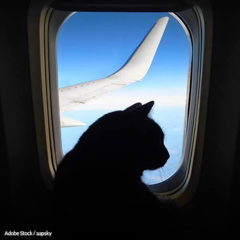 Traveling with pets shouldn't be a life-threatening ordeal!