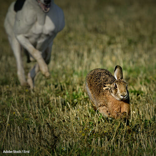 Ireland: Stop the Barbaric Practice of Hare Coursing