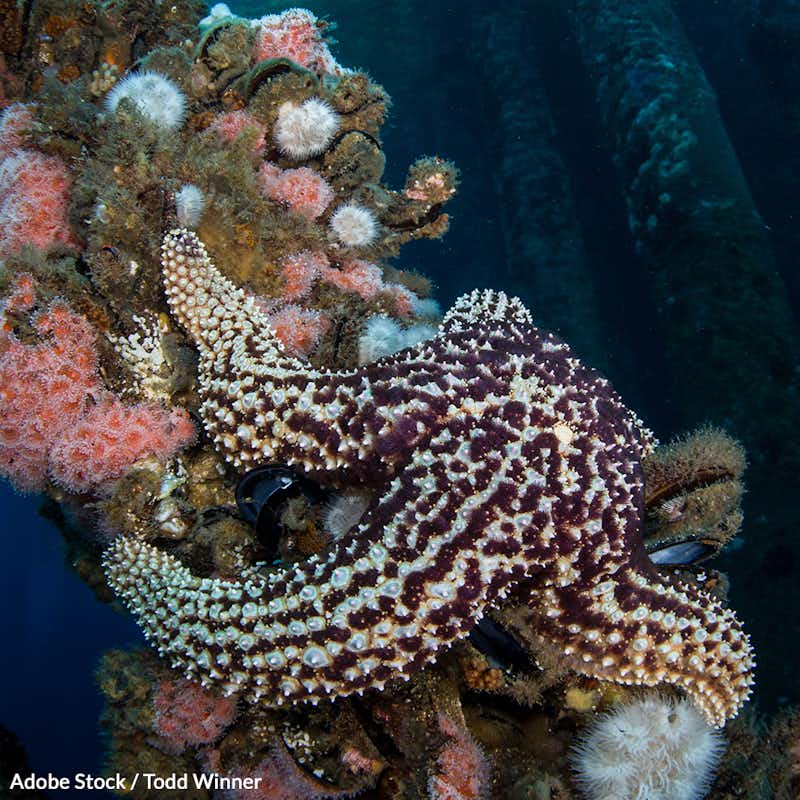 Decommissioning oil rigs costs millions and destroys thriving marine ecosystems. Repurpose them as reef habitat!