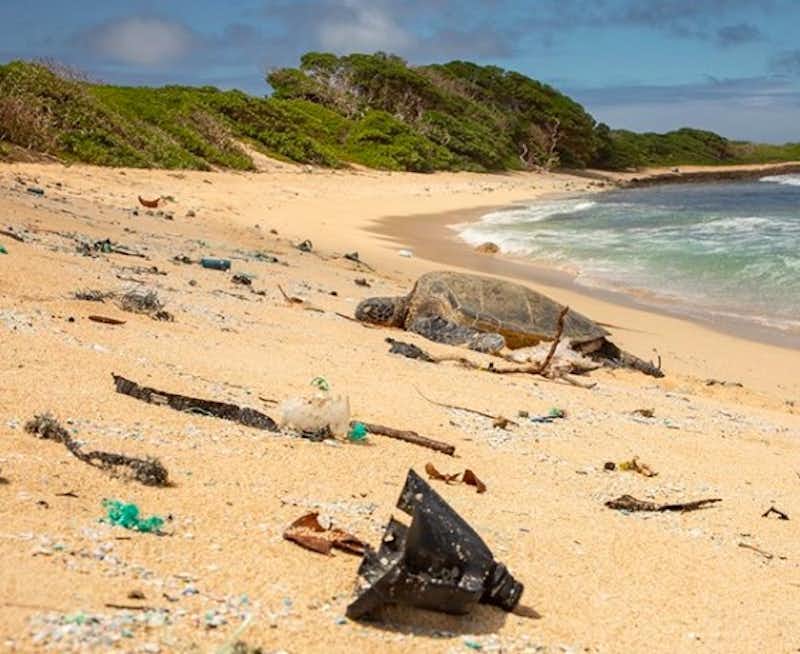 Ask the governor of your state to ban single-use plastic bottles.