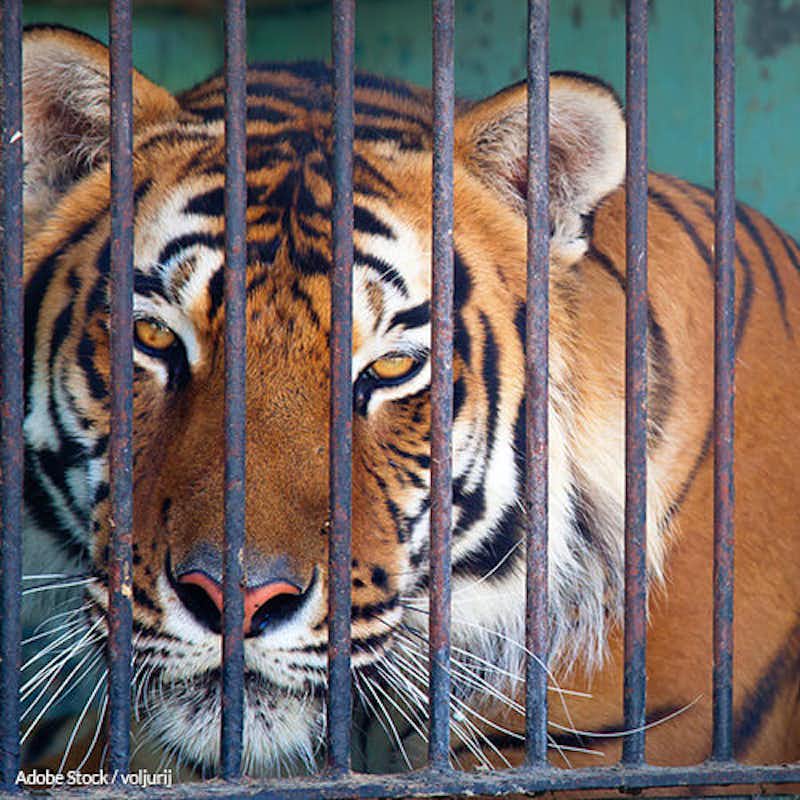 Thousands of big cats are being kept as house cats, often in tragic conditions. It needs to end!