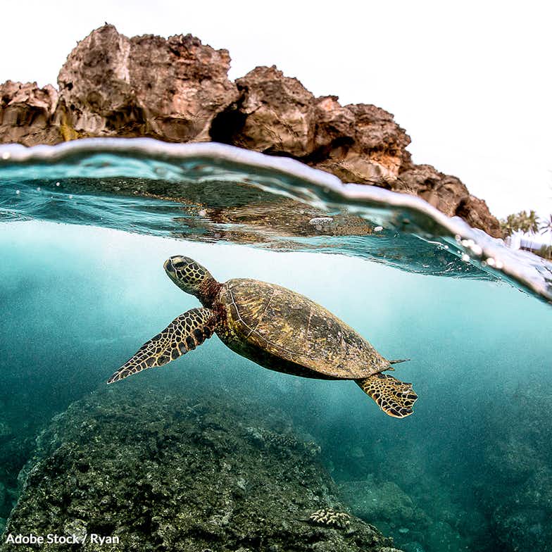 Protect Sea Turtles From Extinction