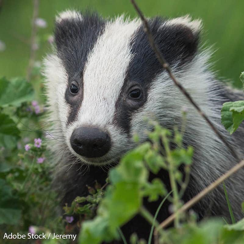 The UK wants thousands of badgers dead to prevent bovine TB when there are humane and less expensive alternatives.