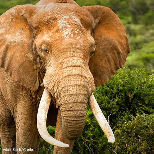 Help Make Massachusetts the Seventh State to Stop the Illegal Ivory Crisis