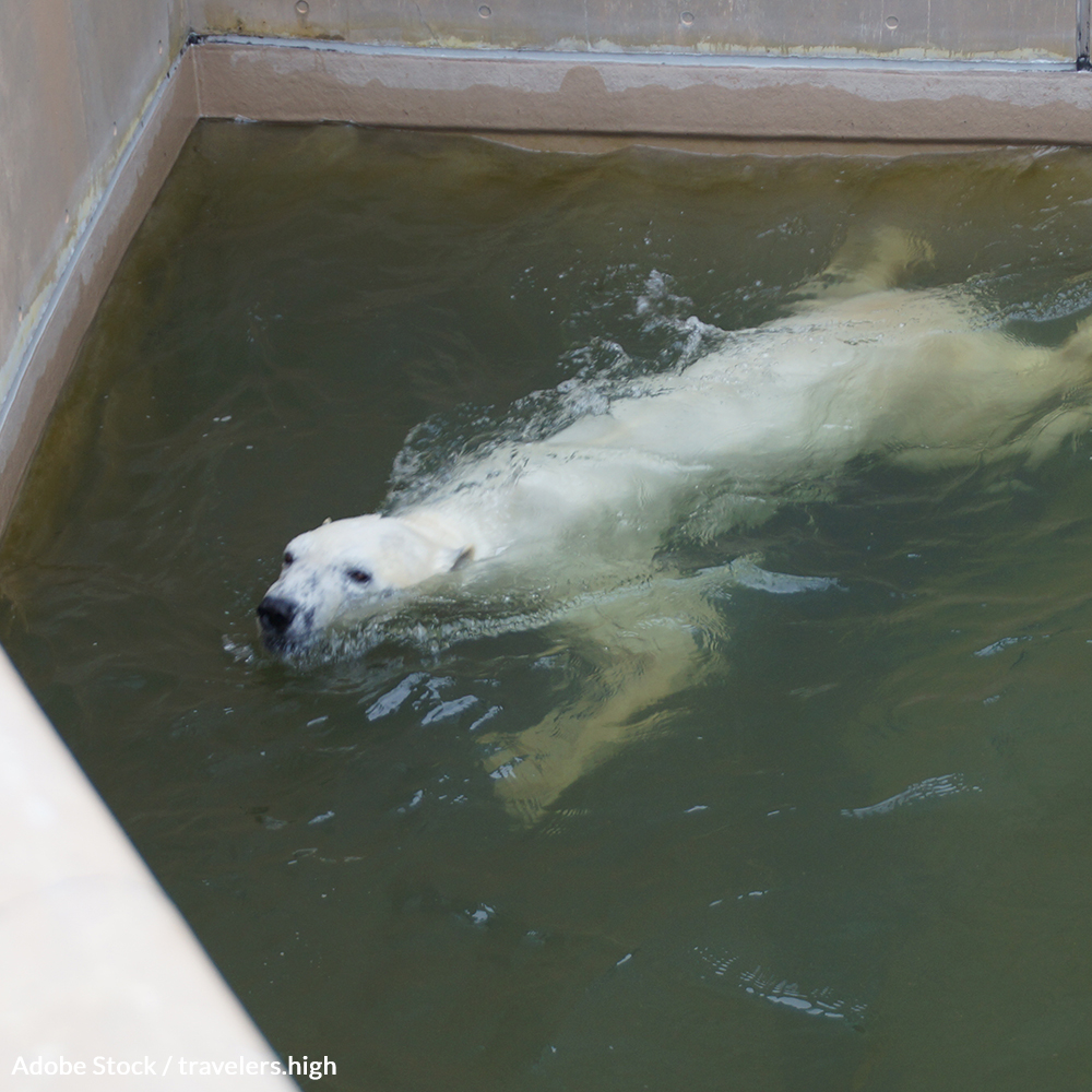 Polar Bears Aren't Meant to Live in Shopping Malls!