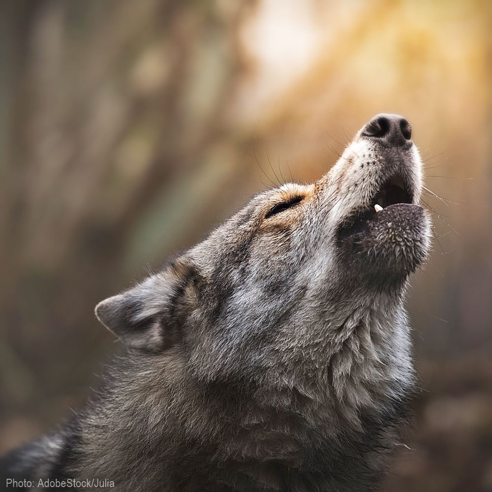 Stop The Senseless Killing Of Kettle River Range Wolves in Washington State