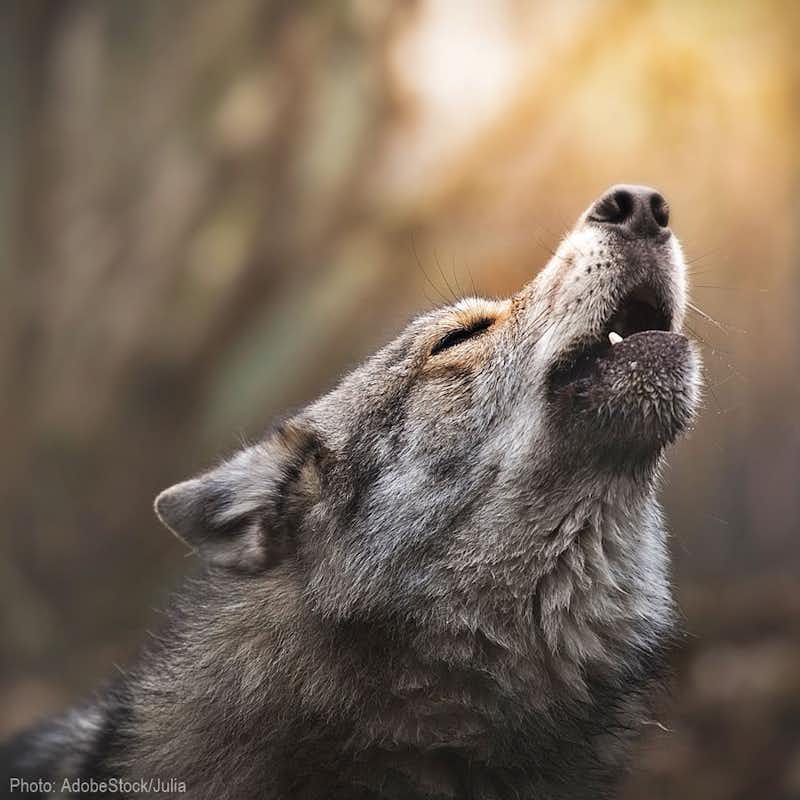 A single rancher is responsible for the complete elimination of an entire pack of wolves. Now, he's aiming to kill another pack.