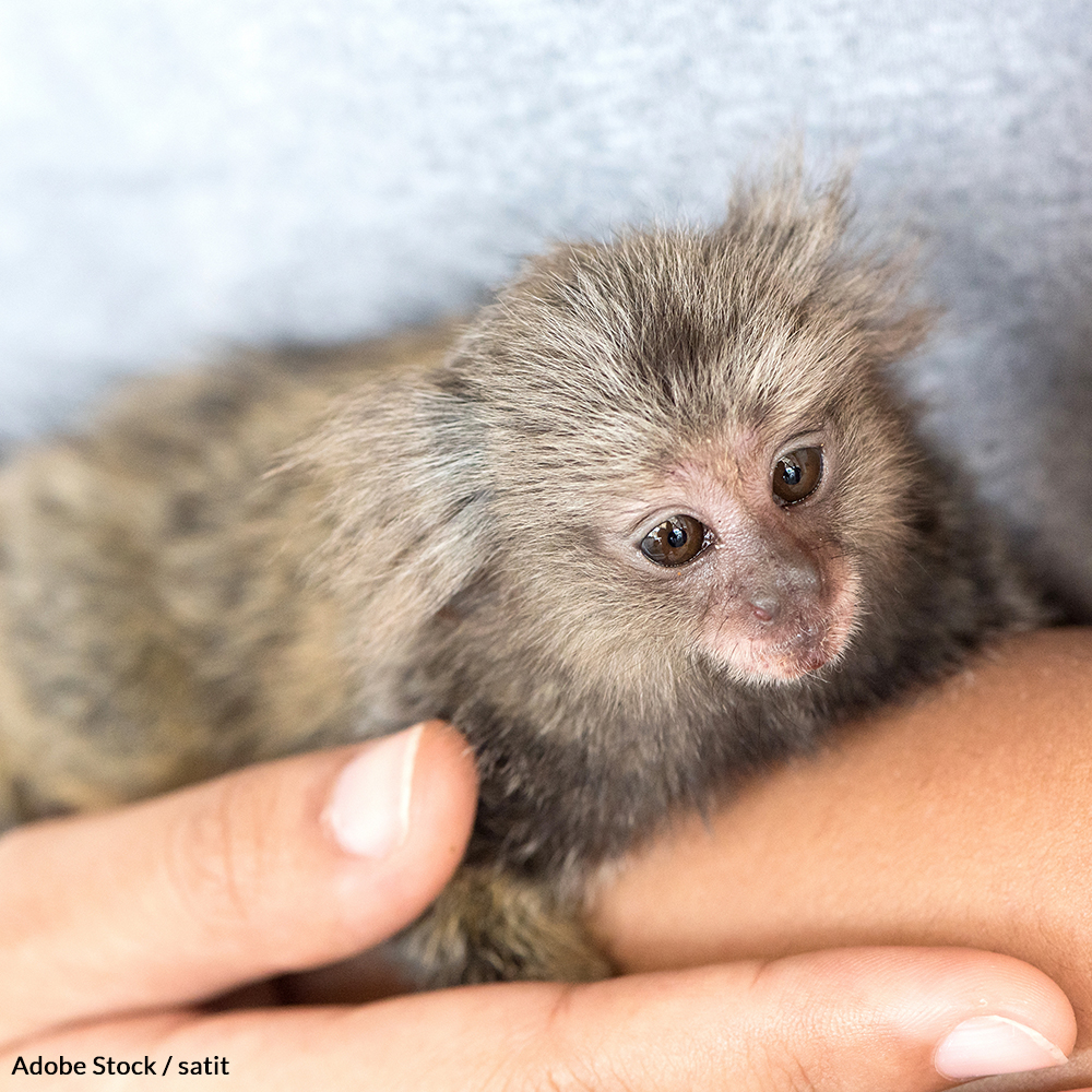 A pet primate may seem cute, but keeping them is a risky and inhumane practice