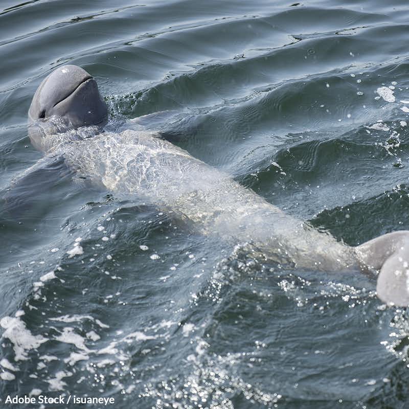 Demand Laos and Cambodia take action to protect the Irrawaddy dolphin's habitat from contamination.
