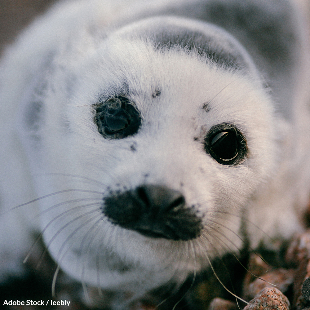 Save Canada's Seals From Slaughter!