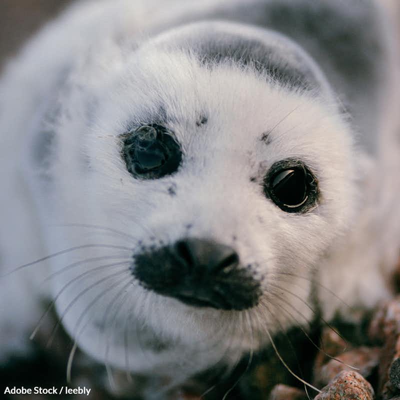 The seals that survive this year's slaughter may not survive climate change. Help us save Canada's harp seals!