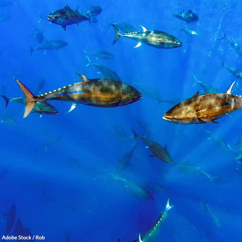 The federal government has changed rules that reduced bycatch of these remarkable fish. Sign the petition and protect the tuna!