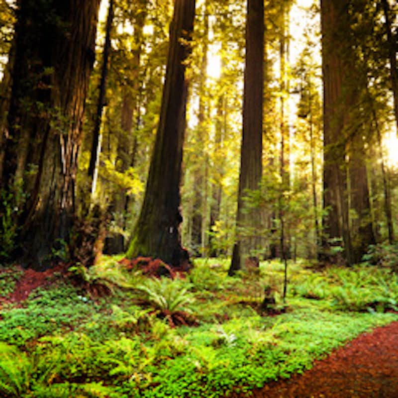 Sign the petition to save California's beautiful Richardson Grove.