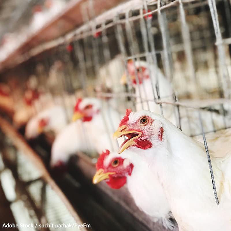 Costco's suppliers are subjecting chickens to abuse and inhumanity. No animal deserves this. Take a stand!