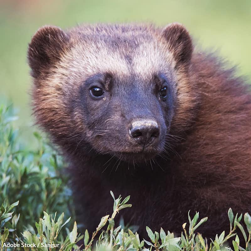 Less than 300 wolverines remain in the contiguous United States, and they will all be wiped out if action is not taken soon.