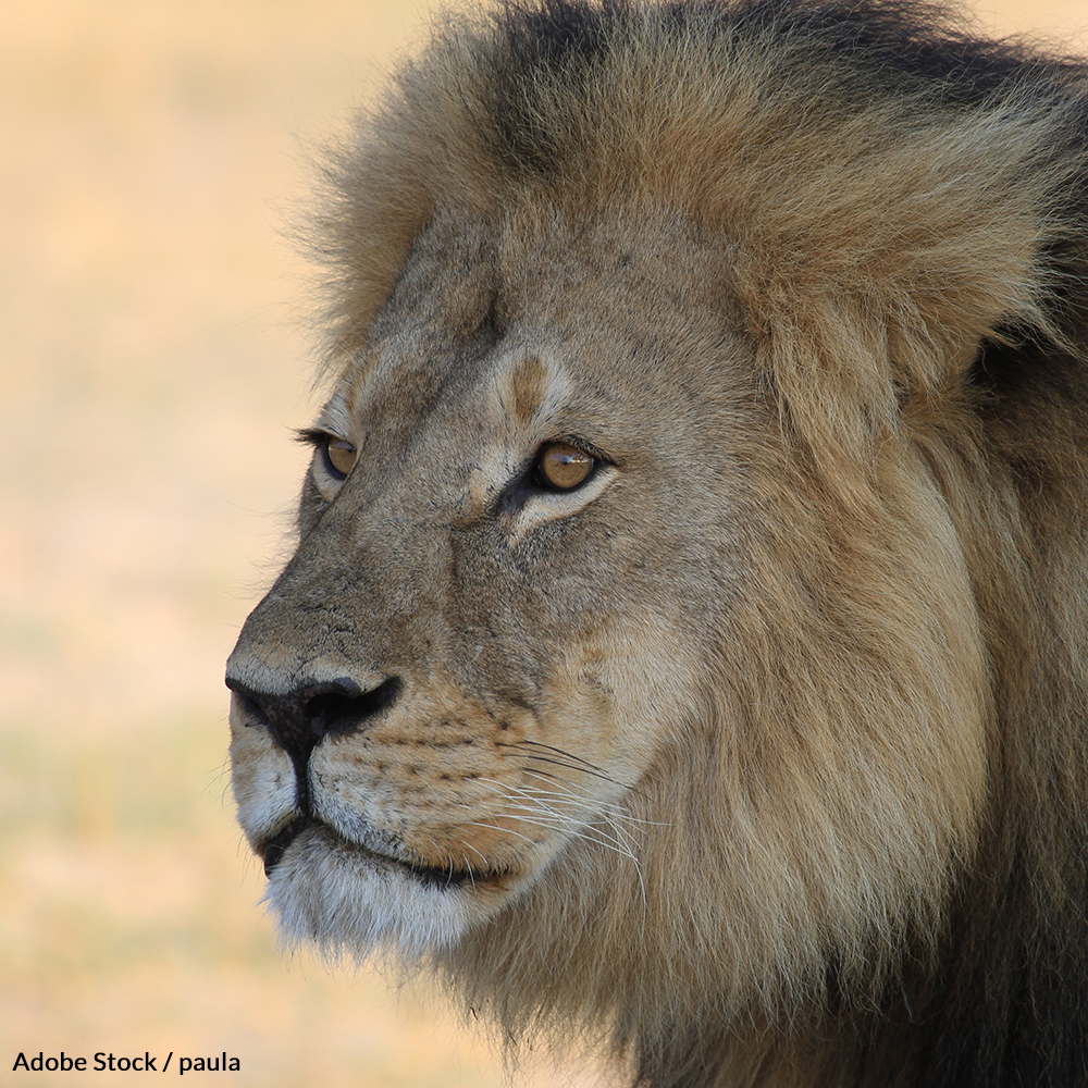 Never Again: Call For an End to Trophy Hunting in Zimbabwe Forever