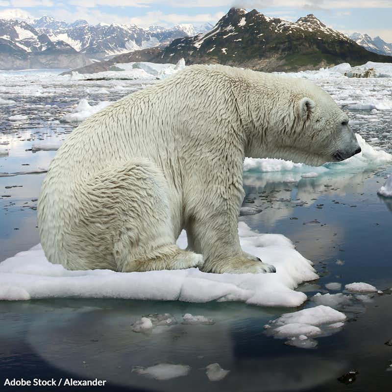 Tell the IUCN to consider climate change, and the devastation it's causing polar bears.