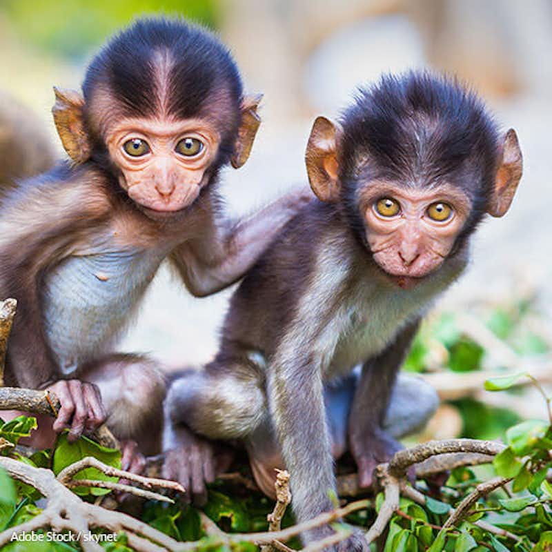 A pet primate may seem cute, but keeping them is a risky and inhumane practice