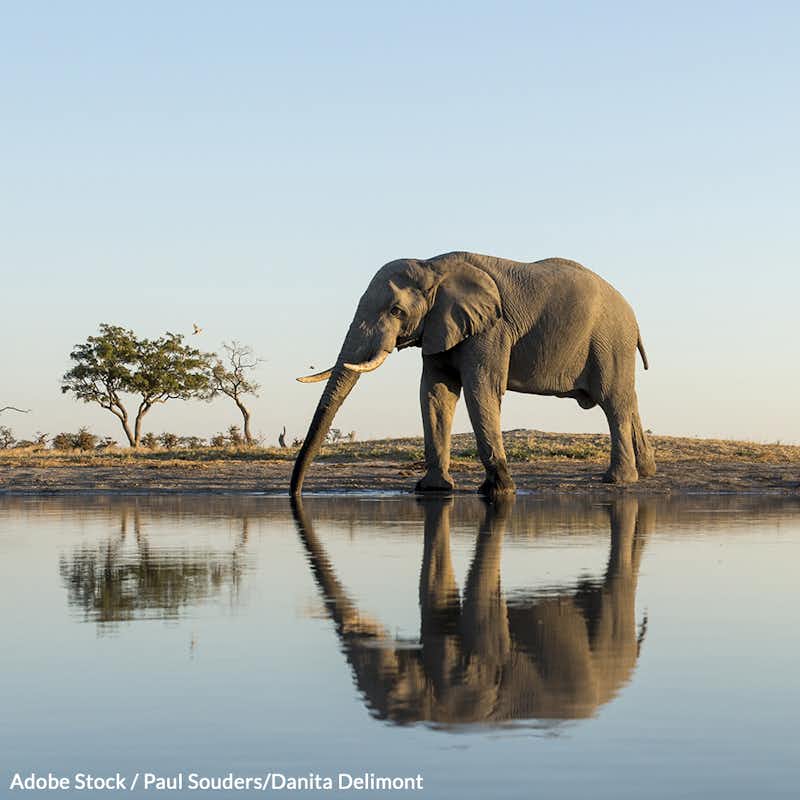 Botswana's leadership caved to agricultural interests in lifting its ban on hunting elephants. Demand it be restored!