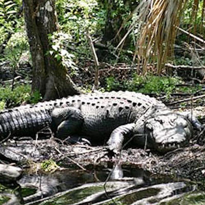 Tell Florida to stop allowing alligator wrestling to remain a viable tourist attraction.