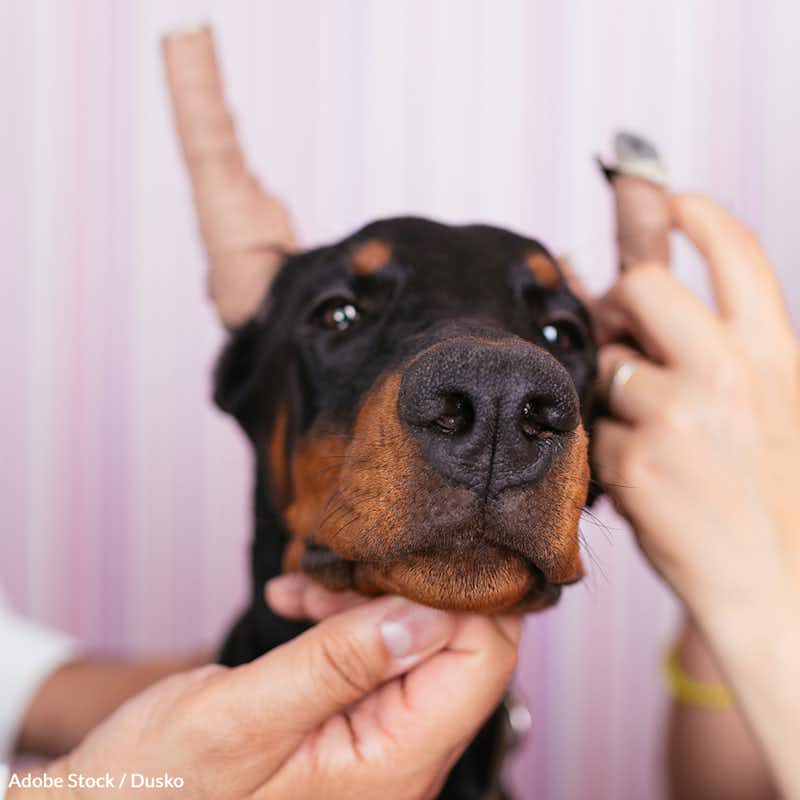 Ear cropping does not improve a dog's hearing or prevent ear infection. It's a cruel and dangerous practice that must be stopped