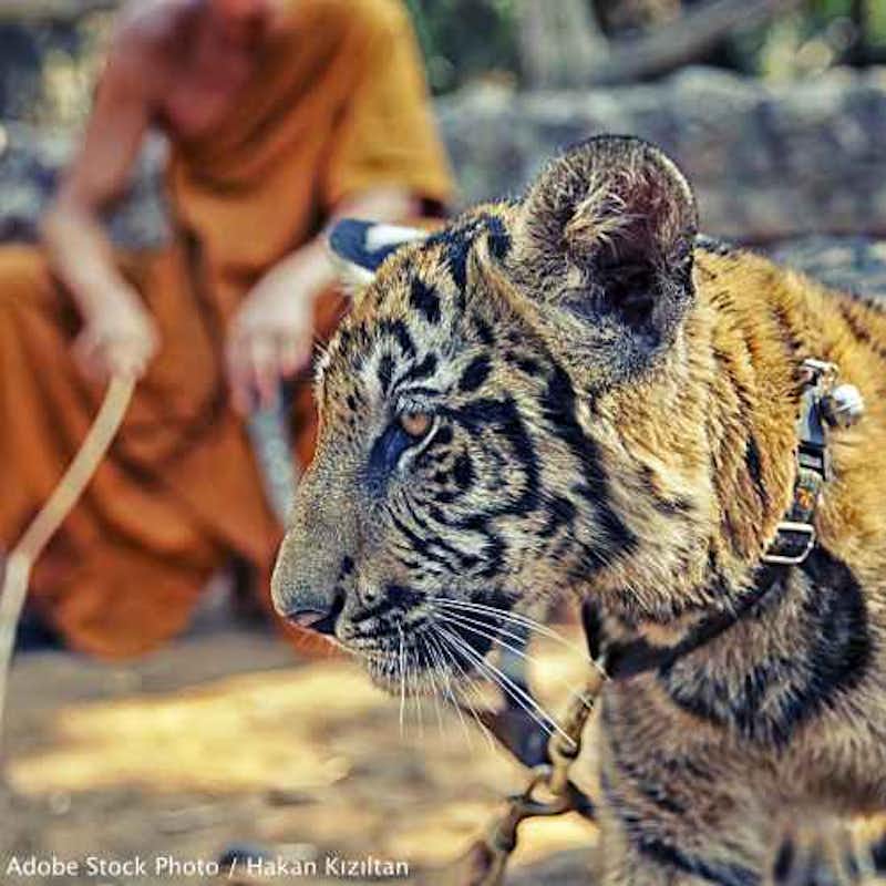Tell the Thai Government that the Tiger Temple and Tiger Temple Company Ltd. must never be trusted with tigers again!