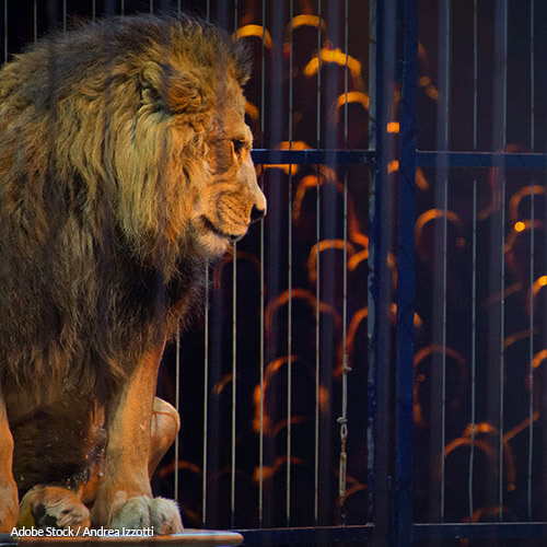 Animals Don't Enjoy The Circus. Let Them Be Free!