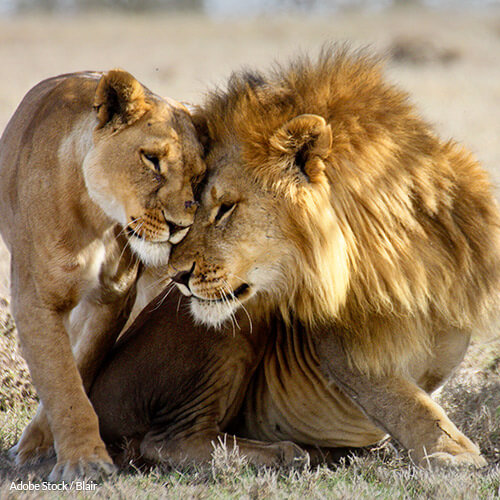 Speak Up to Stop Canned Lion Hunts in South Africa!