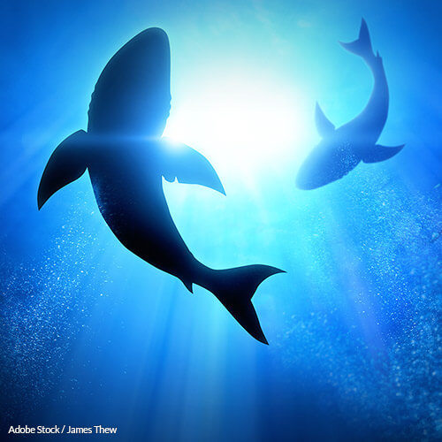 Stop Killing Sharks For Dubious Bone Supplements