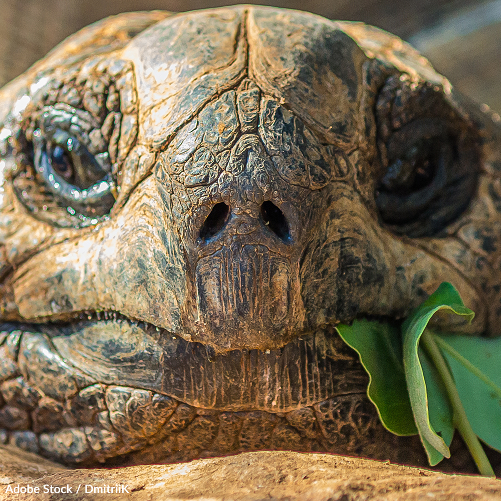 Tortoises are being killed off at an alarming rate to supply the illegal meat trade. Take a stand for these rare animals!