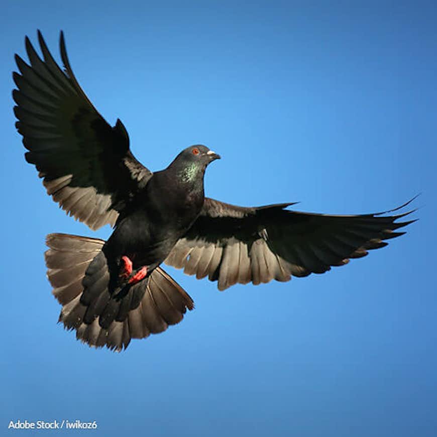 No More Killing Innocent Birds: Stop Pigeon Shoots
