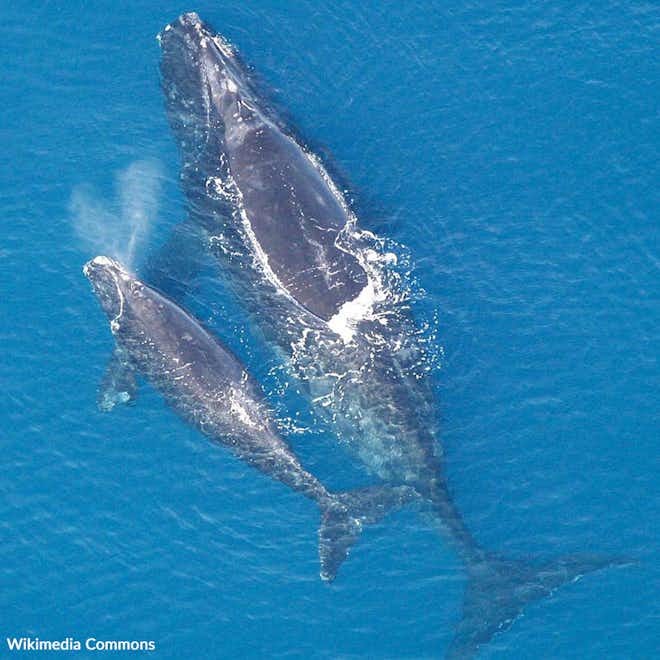 Protect America's Whale From Extinction