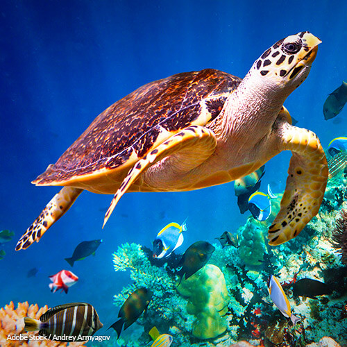 Hawksbill Sea Turtles Don't Have to Be Bycatch!