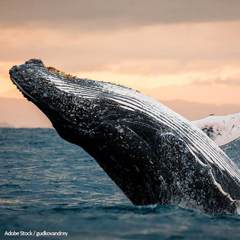 The South Atlantic Whale Sanctuary Must Be Put In Place To Save Endangered Whales!