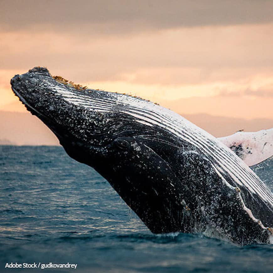 Save Whales In The Atlantic!