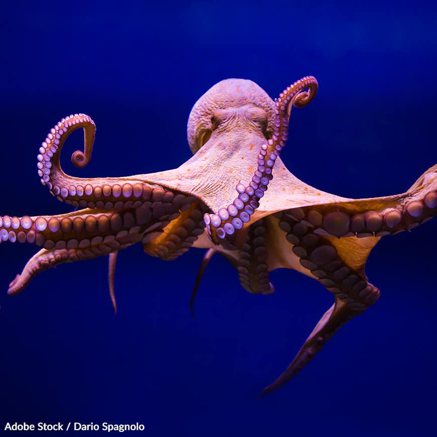 Stop Octopus Farming in the Canary Islands