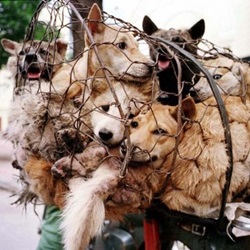 Each year, tens of thousands of dogs and cats are tortured and killed in the world's worst "celebration" of the summer solstice.