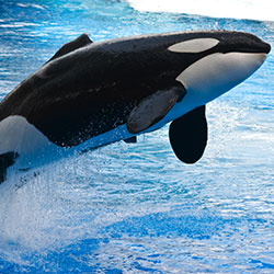 Free Captive Orcas from SeaWorld's Exploitation: Join the Boycott