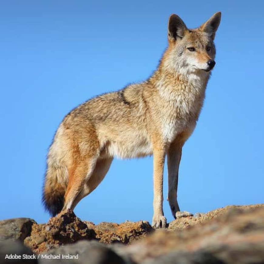 Help Keep Coyote Fur Off Coat Hoods!