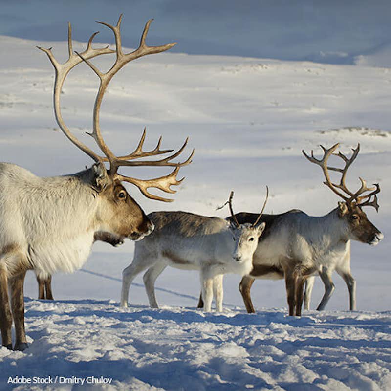 Killing reindeer isn't the best or most humane way to control their population numbers!