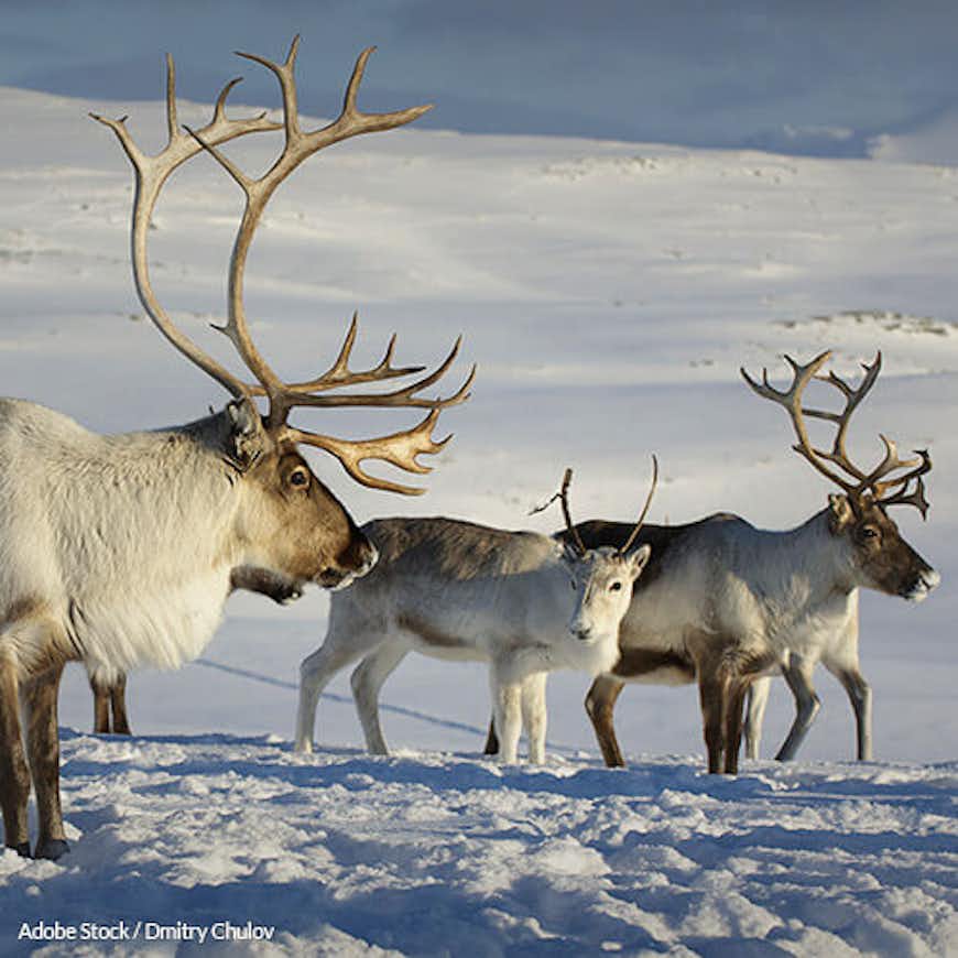 End the Reindeer Slaughter in Norway