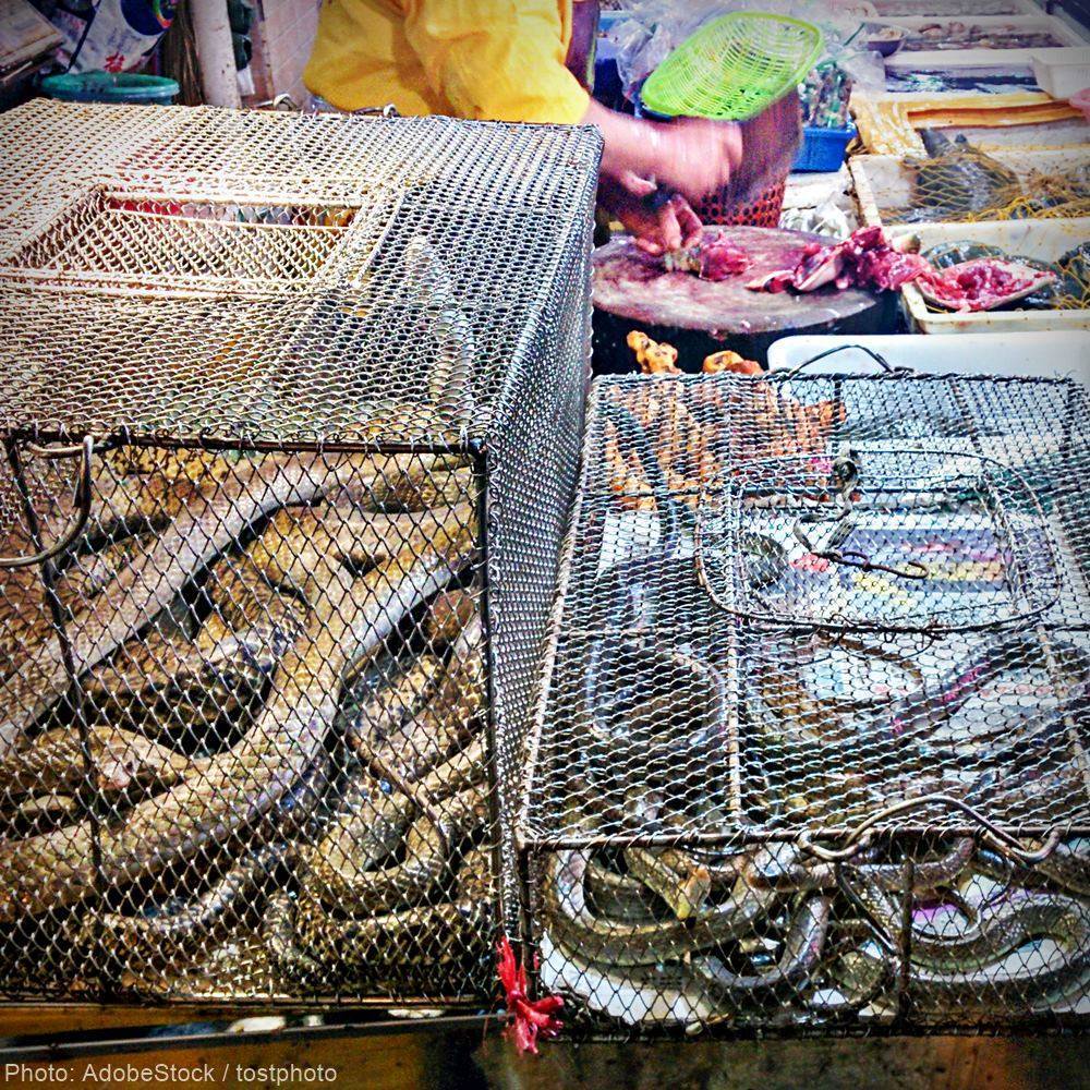 Live Animal Markets Must Be Permanently Banned To Prevent Another Pandemic