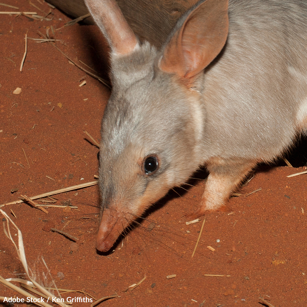 Australia's approach to saving a species shouldn't require turning them into biological weapons. Take a stand for the Bilby!