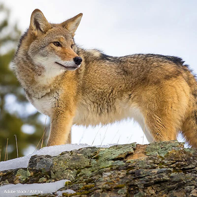 It's time for a more humane form of coyote population management!