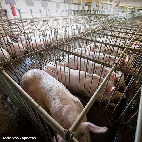 End The Use of Gestation Crates!