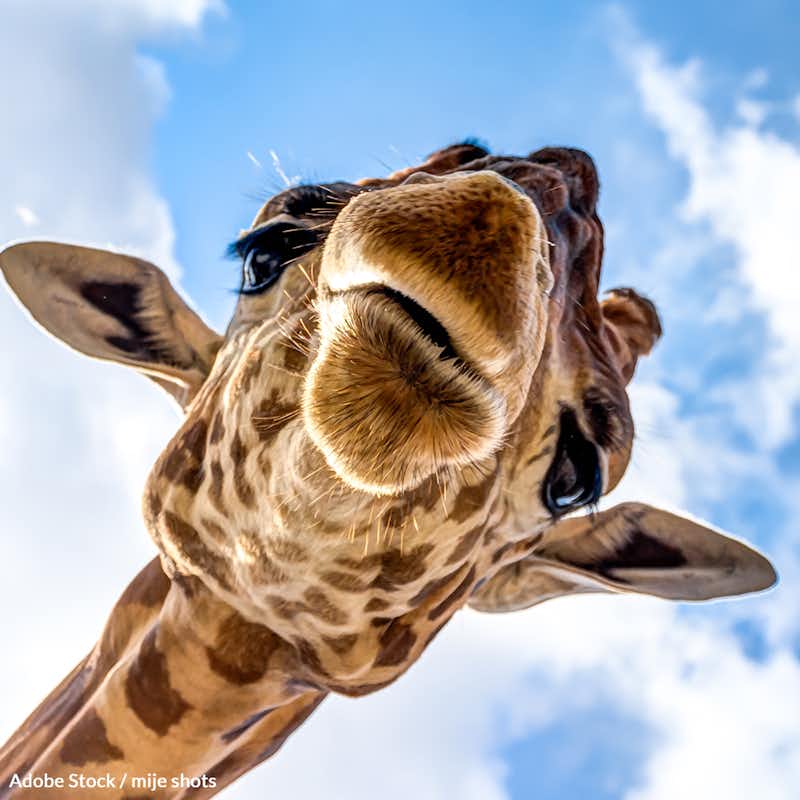 Less than 69,000 mature giraffes remain in the wild, a 40% reduction over the past 30 years. Take a stand for giraffes!