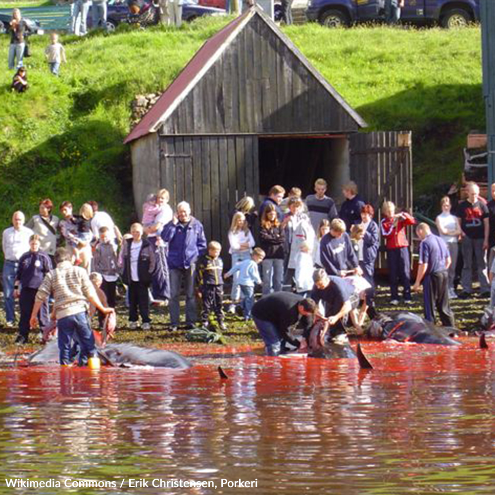 Stop the Whale Massacre in the Faroe Islands!