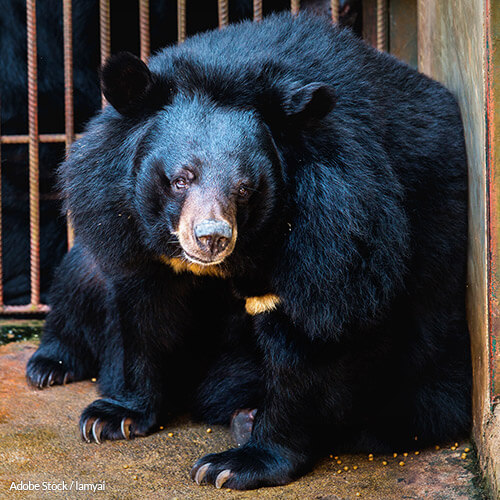 Bear Bile Farming Has No Place In Medicine or Modern Society